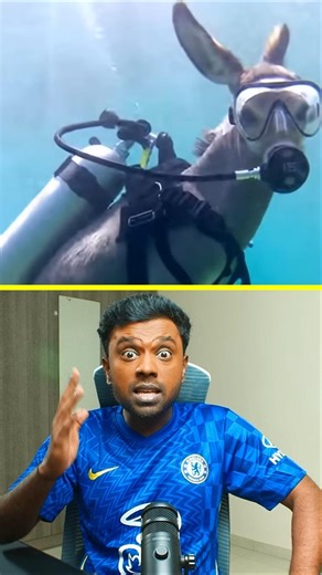 Can donkeys swim? 🤔 #shorts #funny #tamil
