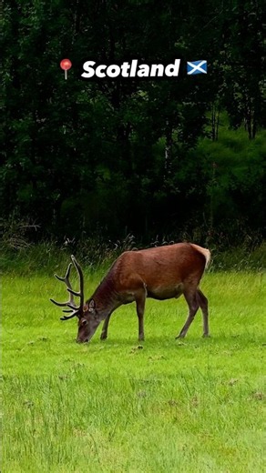 Scotland #adventuretravel #roamingwheeels #deer