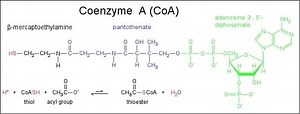 Coenzyme A ~ Everything You Need to Know with Photos | Videos