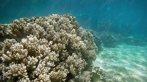 Amazing bubbles rise from the seabed. Coral reef, clear blue water and reflection of ray of light
