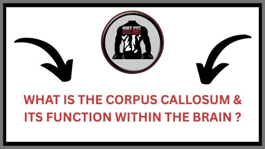 Corpus Callosum: Brain Structure Function Explained | GetFit Goodvibes posted on the topic | LinkedIn