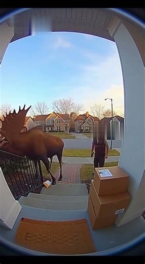 Moose Crashes Porch Delivery… Chaos Ensues! 😱🦌📦
