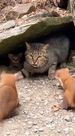 Two weasels tried to attack a kitten, but her mama fiercely stepped in and defended her baby #shorts
