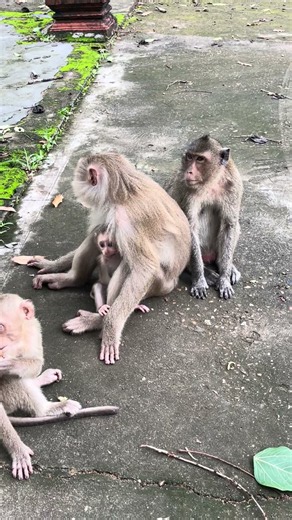 仲良しなサル親子の日常に癒される #サル #動物 #アニマル発見隊