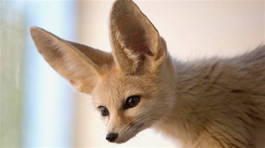 Les Animaux Les Plus Mignons Du Monde, Selon La Science