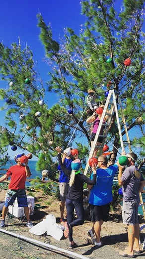 If you’ve ever road-tripped the Keys, you might have spotted something a little unexpected on the Old Seven Mile Bridge in Marathon: a single Australian pine growing straight out of the concrete. That’s Fred the Tree 🌲👋🏼 Fred has been out there since the 1980s, holding steady through storms, long summer days, and everything else Mother Nature throws his way. Over time, he’s become a local favorite, the kind of landmark that always makes people smile and say “there he is!” And every holiday se