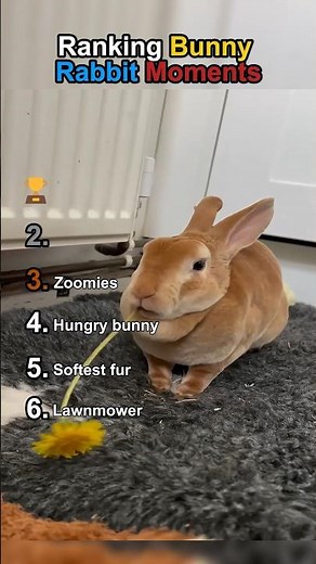 Ranking Bunny Rabbit Moments