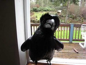 5 facts about ravens