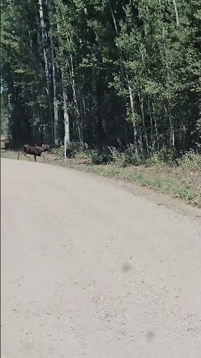 Moose crossing again