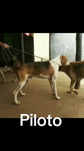 American Foxhound Hunting Wild Boar - Silas Dudley