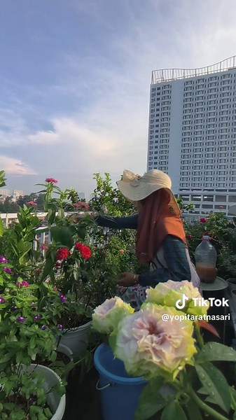POC Homemade untuk mawarku cukup 2x seminggu🥰 #poc #pocmawar #merawatmawar #berkebundirumahaja #kebunataprumah