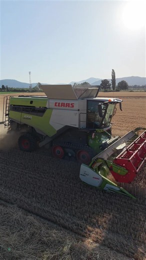 Dans les blé 🌾 #alsace🥨 #landwirt #moisson #claas #lexion