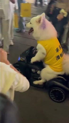 Samoyed dog shows off motorcycle trick in Jiangxi, China