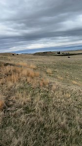 Kids and I moved the first bunch of cows out to summer pasture. Beautiful night for this project. #cattle #horses #cows #dog #kids #ranchlife | JC Farms