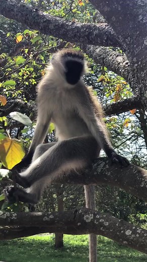 10K views · 204 reactions | African Baboons spending its time...