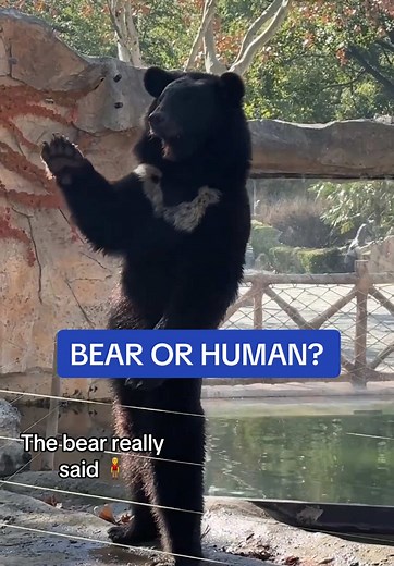 Bear Stands Upright: Zoogoers Confused Over Costume