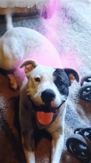 el perro de mi amigo 😃