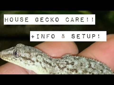 How to care for house geckos in captivity!!(setup,feeding,ect!!)