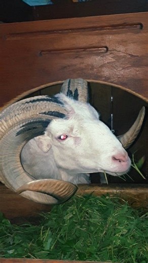 “Meet Osaka 🐑 Not just a sheep, but a soul I’m proud to raise. Strong, calm, and full of character. Every day with him reminds me why this journey is worth it.” #Ram #dombagarut #domba | Ngadomba ID