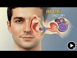 Ear Ossicles Anatomy | Hyoid Bone Anatomy | Middle Ear Bones Explained