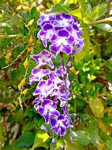 BEAUTIFUL PURPLE SKY FLOWER/ DURANTA ERECTA #flowertypes #shorts #purplesky #flowers #plants #purple