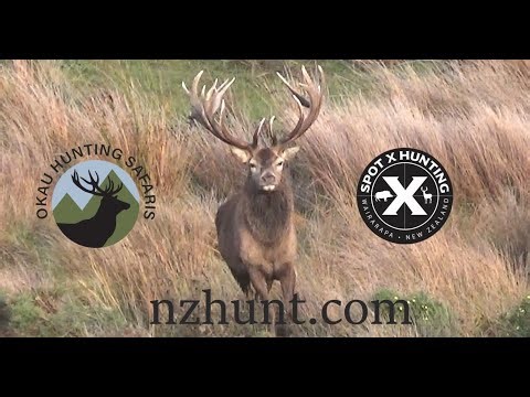 Okau Hunting Safaris - nzhunt.com