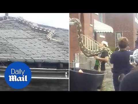 Terrifying moment giant python is found crawling on Detroit garage