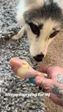 Our beautiful amazing pet 🦊 Michael Jamie Fox! Feeding time😂🤣😂 #petfox #foxesofinstagram