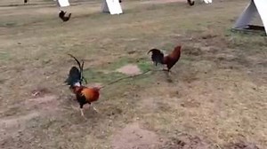 21K views · 495 reactions | Sweater NN vs 3/4 sweater 1/4 Blf | Iron Creek | Facebook