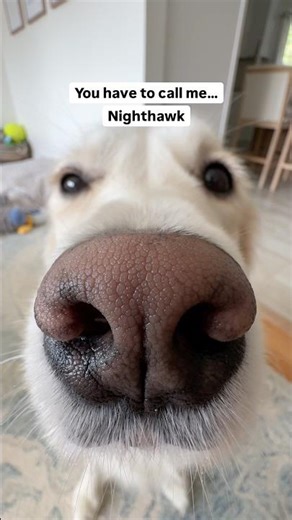 You Can Call Me… Nighthawk! #shorts