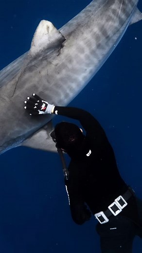 Alexander Schmidt | Ocean Safaris on Instagram: "Hawaii’s waters are home to one of the most incredible apex predators, the tiger shark. Known for their bold, curious nature, they play a crucial role in keeping ecosystems balanced. What many don’t know is that Hawai‘i was the first U.S. state to protect sharks in 2010, a shocking law banned the possession, sale, and trade of shark fins and in 2021, Hawai‘i went even further, passing legislation that made it illegal to kill, capture, or harm any 