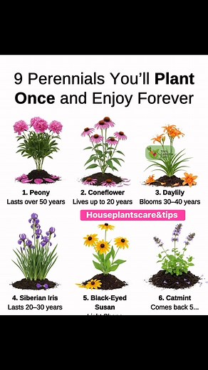 71K views · 245 reactions | 9 Perennials You’ll Plant Once and Enjoy Forever  House Plants Care & Tips | House Plants Care & Tips | Facebook