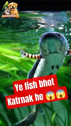 Ye Fish Gusse Me Lag Rahi Hai 😂 #animalshub18 #funny #fish #aquariumfish #trending