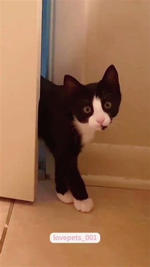 AutoTune My Cat Challenge 🎶🐾 #AutoTuneCat