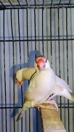 Java birds colony #shortvideo #sohaillovebirdofficial