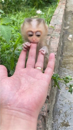 The baby monkey was teething and gently nibbled on its father's hand.