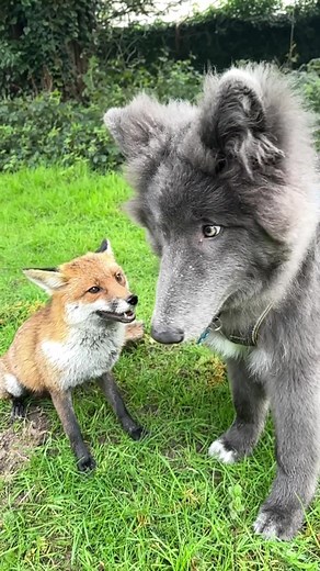 My Blue Wolfdog Ocean has a wild fox friend who comes to see her everyday. Shes so gentle with her 💙 🎥 Anneka Svenska & My Blue Wolf #mybluewolf #bluewolf #bluewolfdog #wolfdog #fox #redfox #animalfriendship #dogsoftiktok #AnimalsOfTikTok #puppy #england #HappyAnimals #AnimalLover