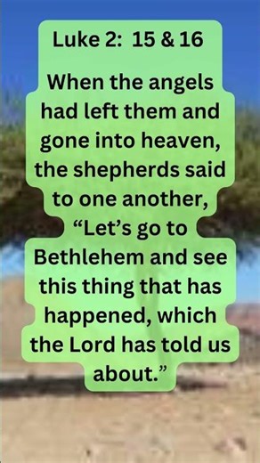 Plants At Jesus' Birth - Broom Tree