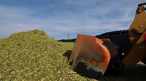 making silage for the winter food for animals on farm tractor compacts silage