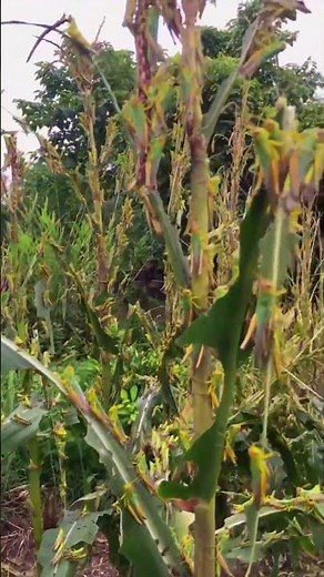 Locust Plague: The Silent Destroyer of Corn Fields