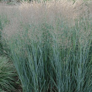 Heavy Metal Blue Switch Grass - Plant Guide