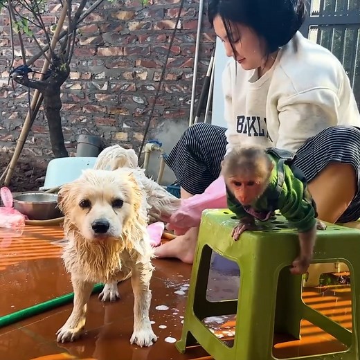 4.3K views · 95 reactions | Lala asks Mom to bathe and take care of Bon and Tun on a beautiful day! #lala #lalalala_challenge #lalalachallenge #babylala | Lexi Marvel | Facebook