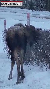 This moose in Anchorage, Alaska is looking for a snack. | The National Desk - TND