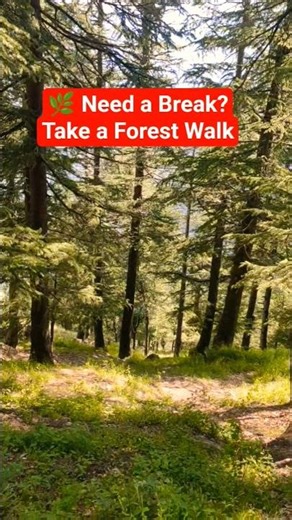 Forest Walk 🌿 30 Seconds Nature Therapy #shorts #forestwalk #naturetherapy #natureshorts #walking