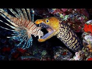 Teaching Eels to Eat Invasive Lionfish