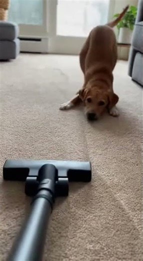 My Dog Meets the Vacuum Cleaner for the First Time! #dog #vacuumcleaner #funnyvideo #viral #omg