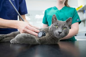 Does my indoor cat need vaccinations? Don’t forgo these important inoculations
