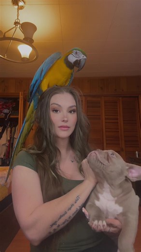 Understanding Macaws as Exotic Pets