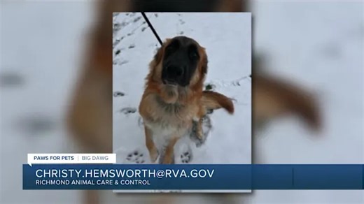 Paws for Pets: Big Dawg, loves to give hugs & kisses, but needs to be an only pet