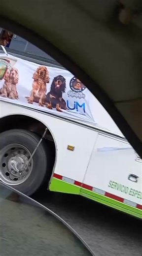 Cocker Spaniel Puppies in Medellín, Colombia